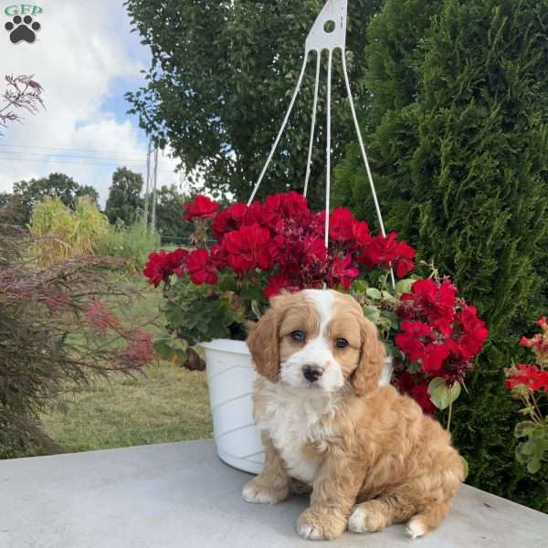 Frisky, Cavapoo Puppy